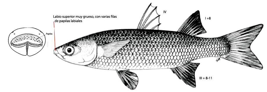 Chelon labrosus_01.jpg